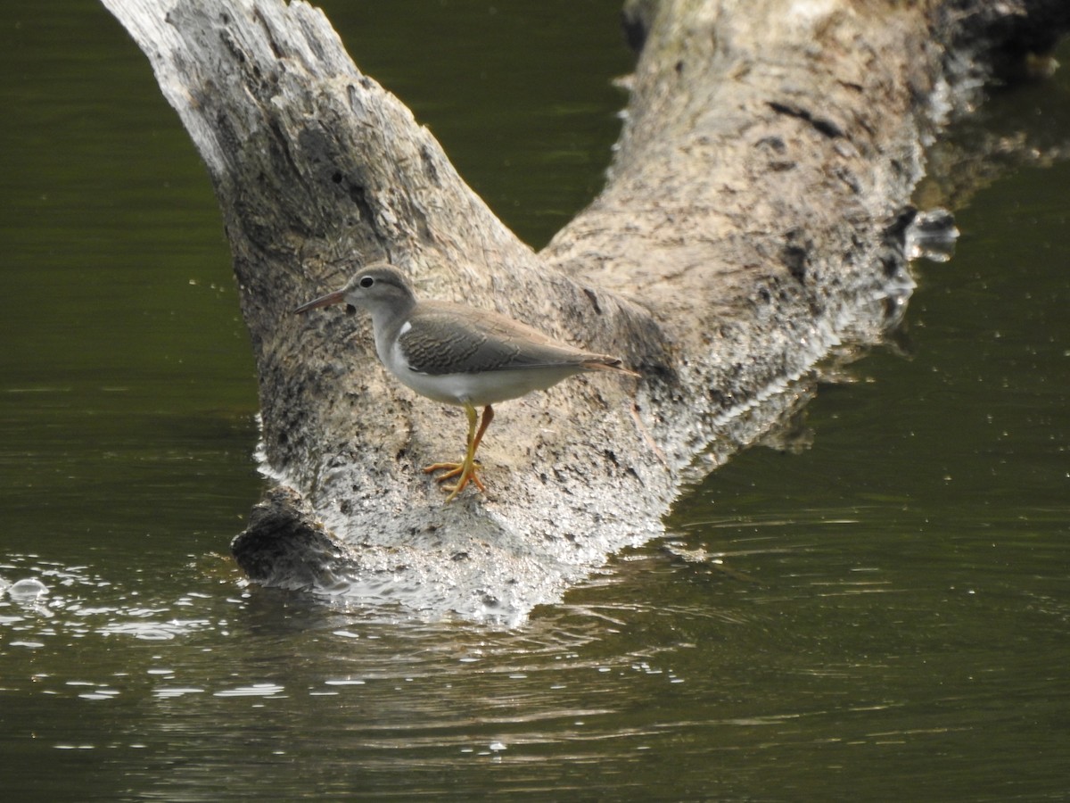 Spotted Sandpiper - ML599819001