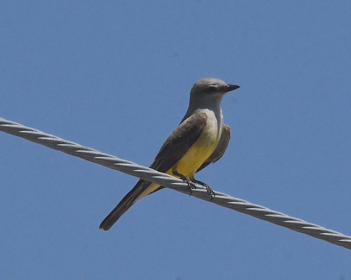 Western Kingbird - ML599819261