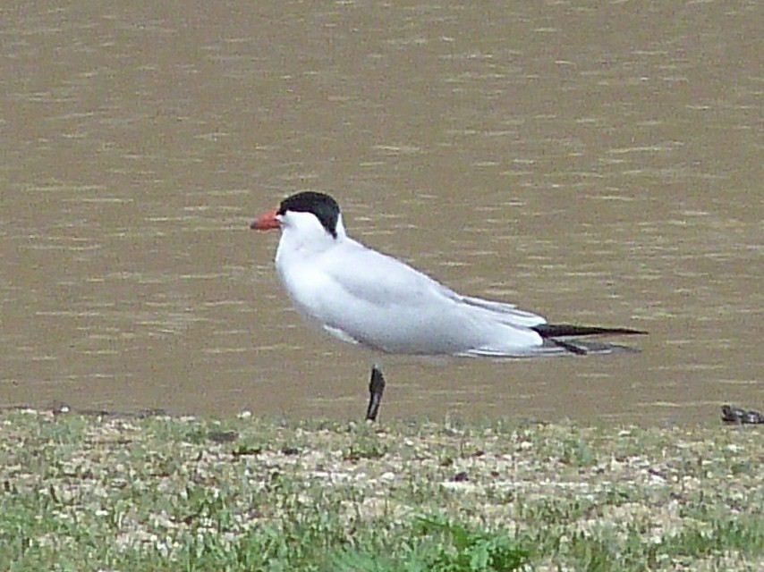 Caspian Tern - ML59981941