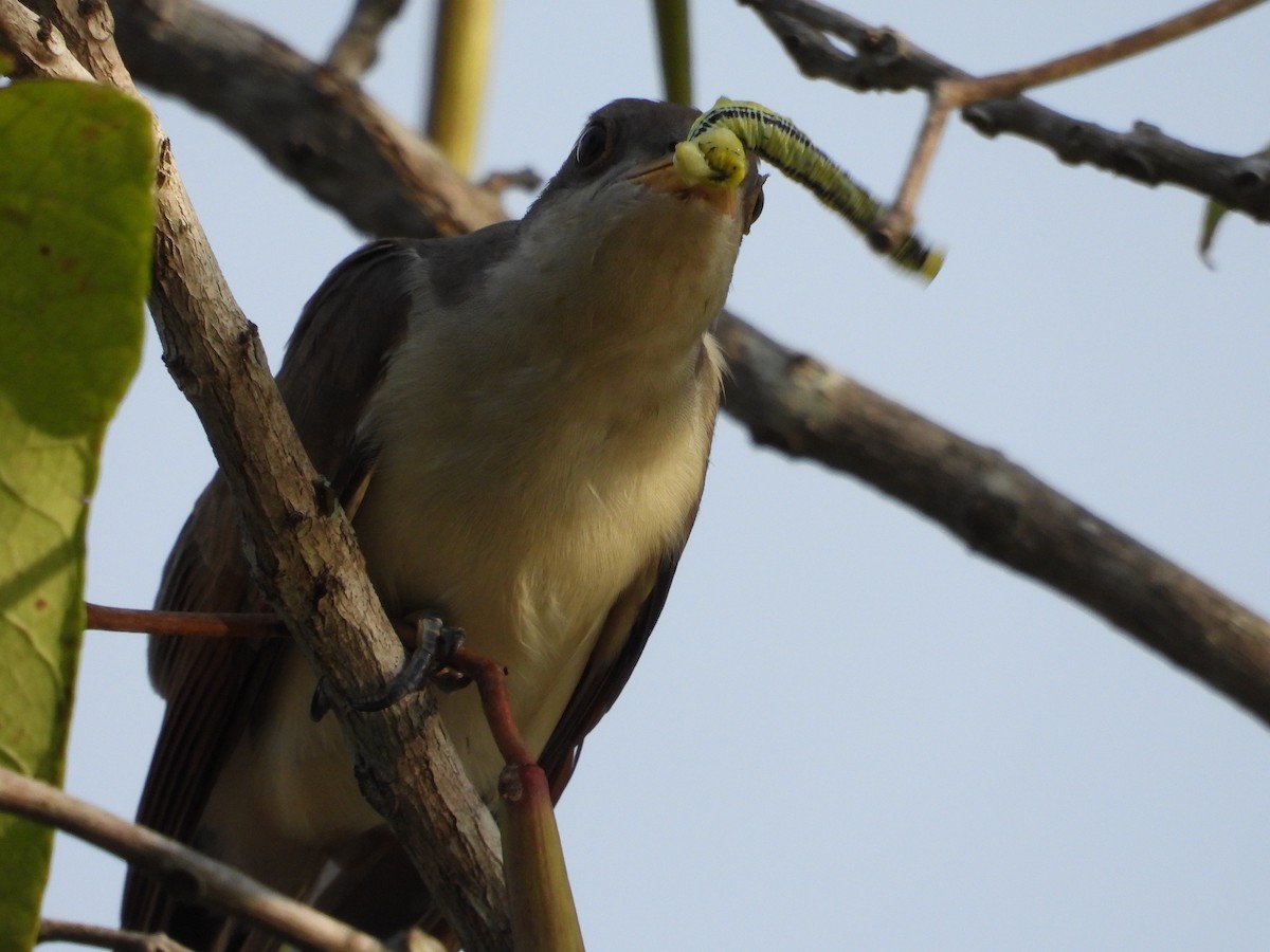 Yellow-billed Cuckoo - ML599820141