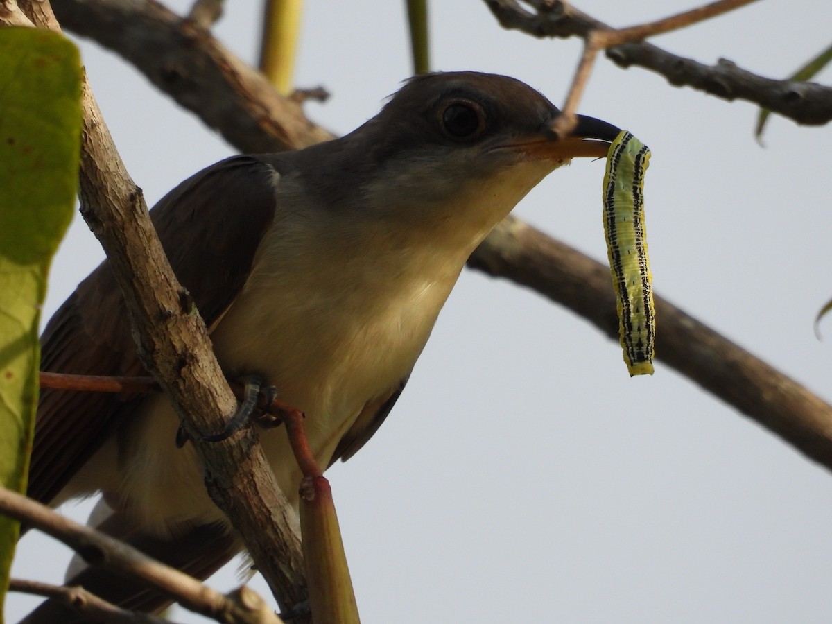 Yellow-billed Cuckoo - ML599820151