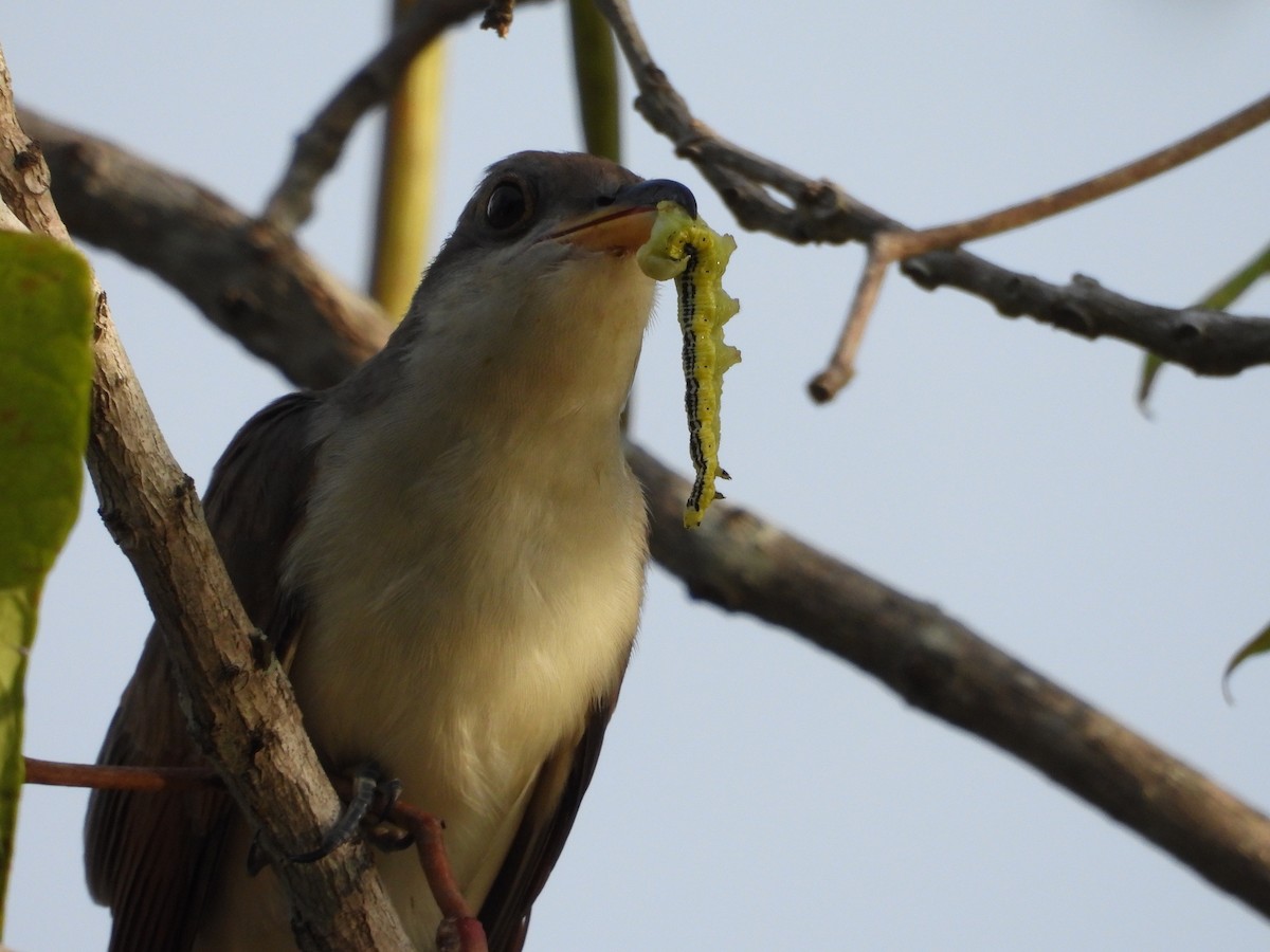 Yellow-billed Cuckoo - ML599820161