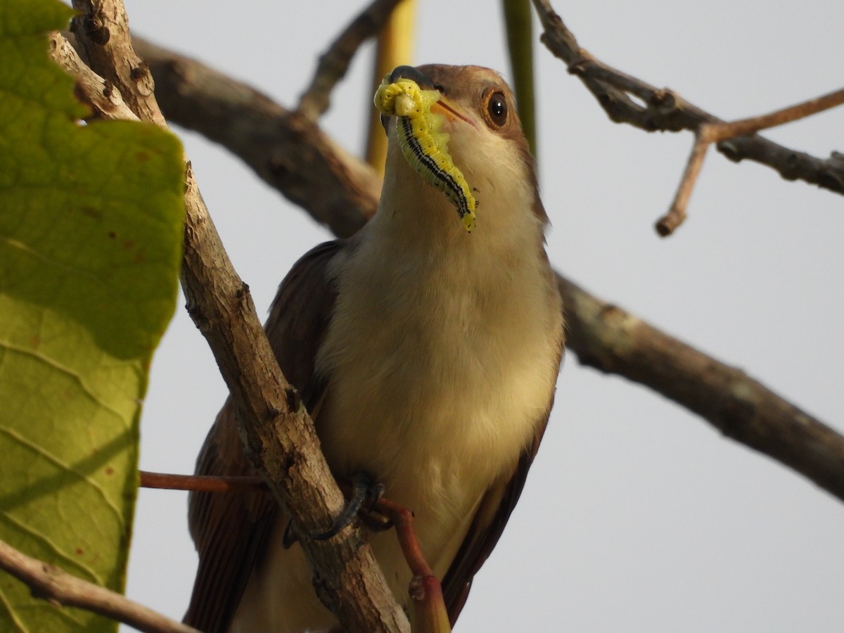 Yellow-billed Cuckoo - ML599820171