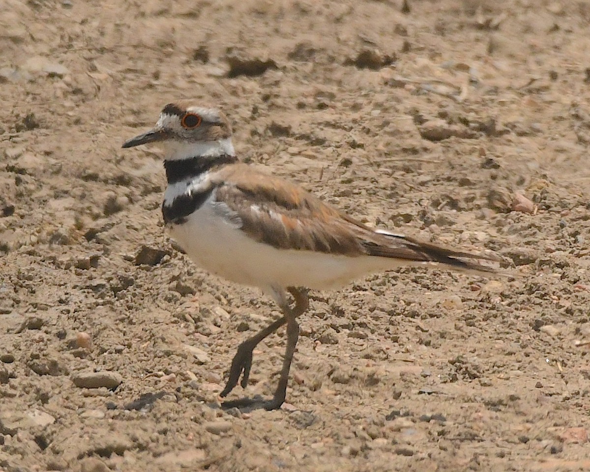 Killdeer - Ted Wolff