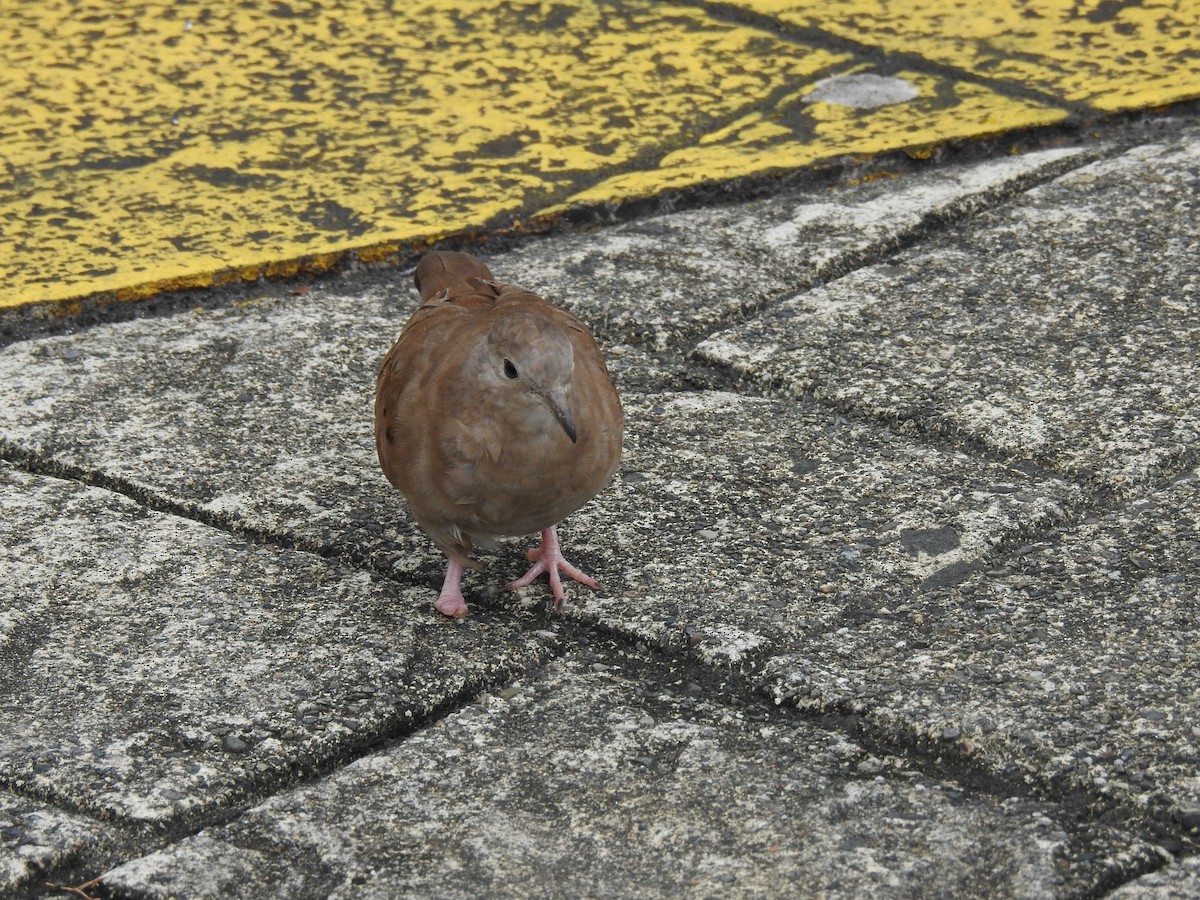 Ruddy Ground Dove - ML599821041