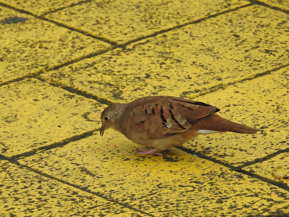 Ruddy Ground Dove - ML599821051