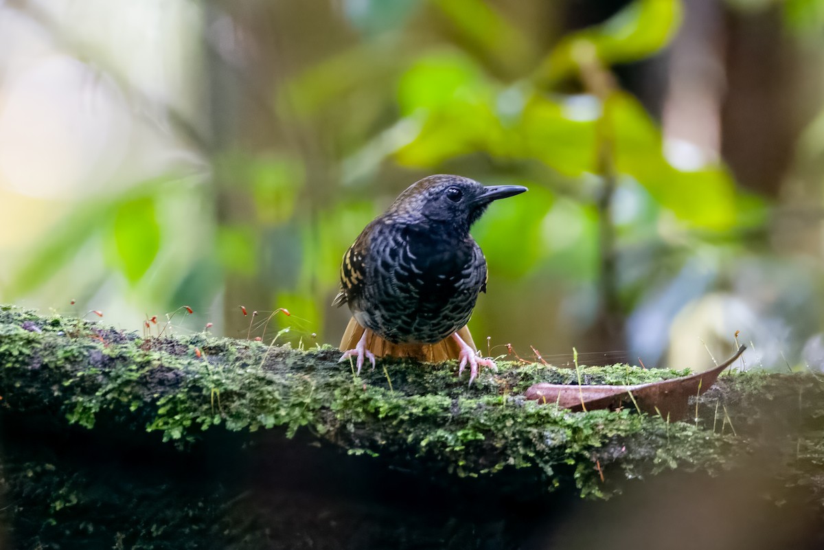 Scalloped Antbird - ML599822051