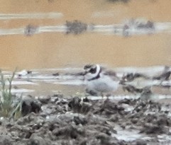 Semipalmated Plover - ML59982251