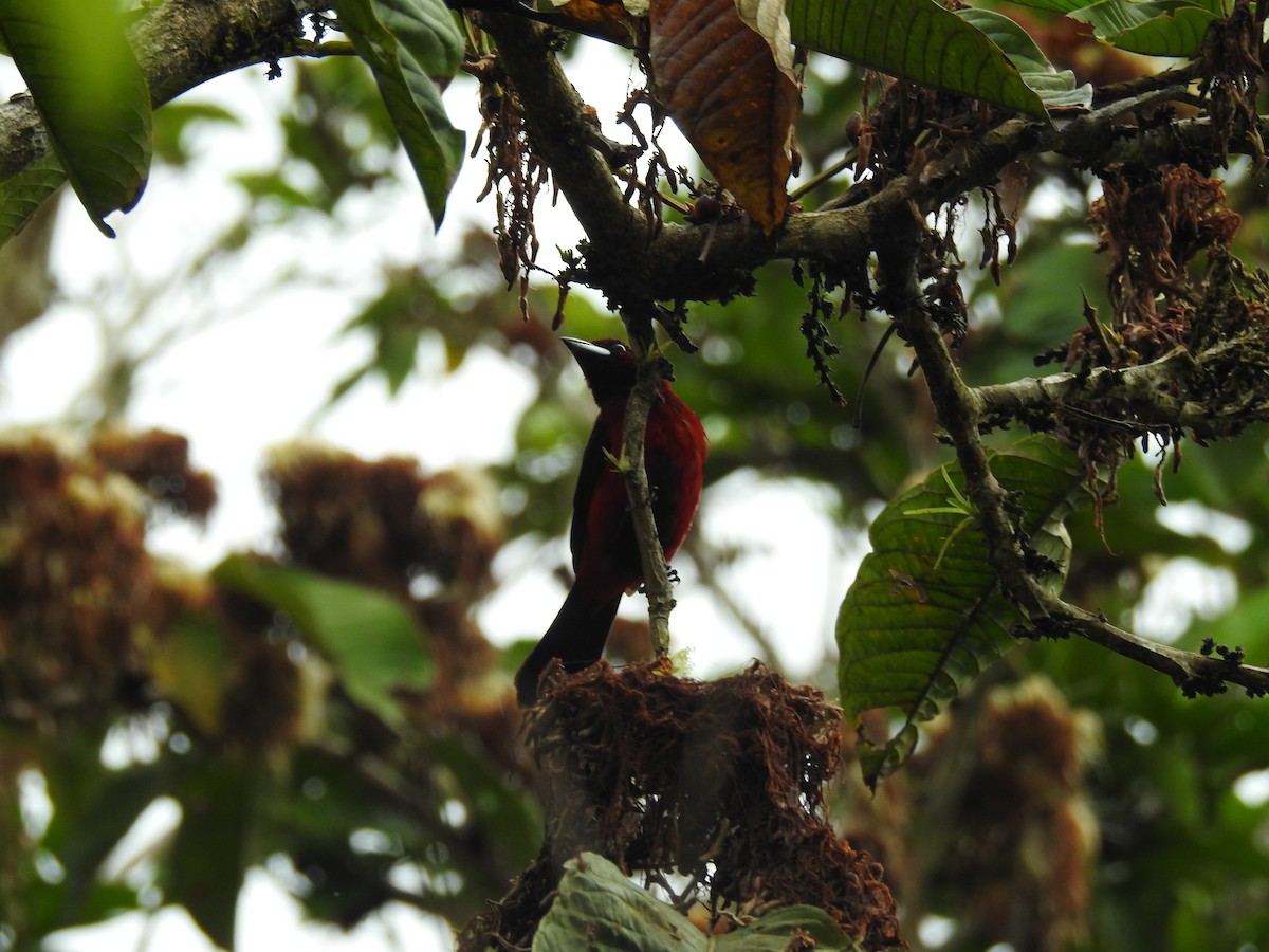 Crimson-backed Tanager - Astrid Fernanda Hernández