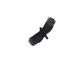Black Hawk-Eagle - ML599822901