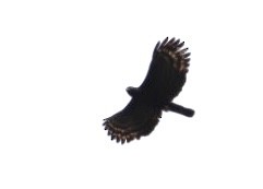 Black Hawk-Eagle - ML599822921