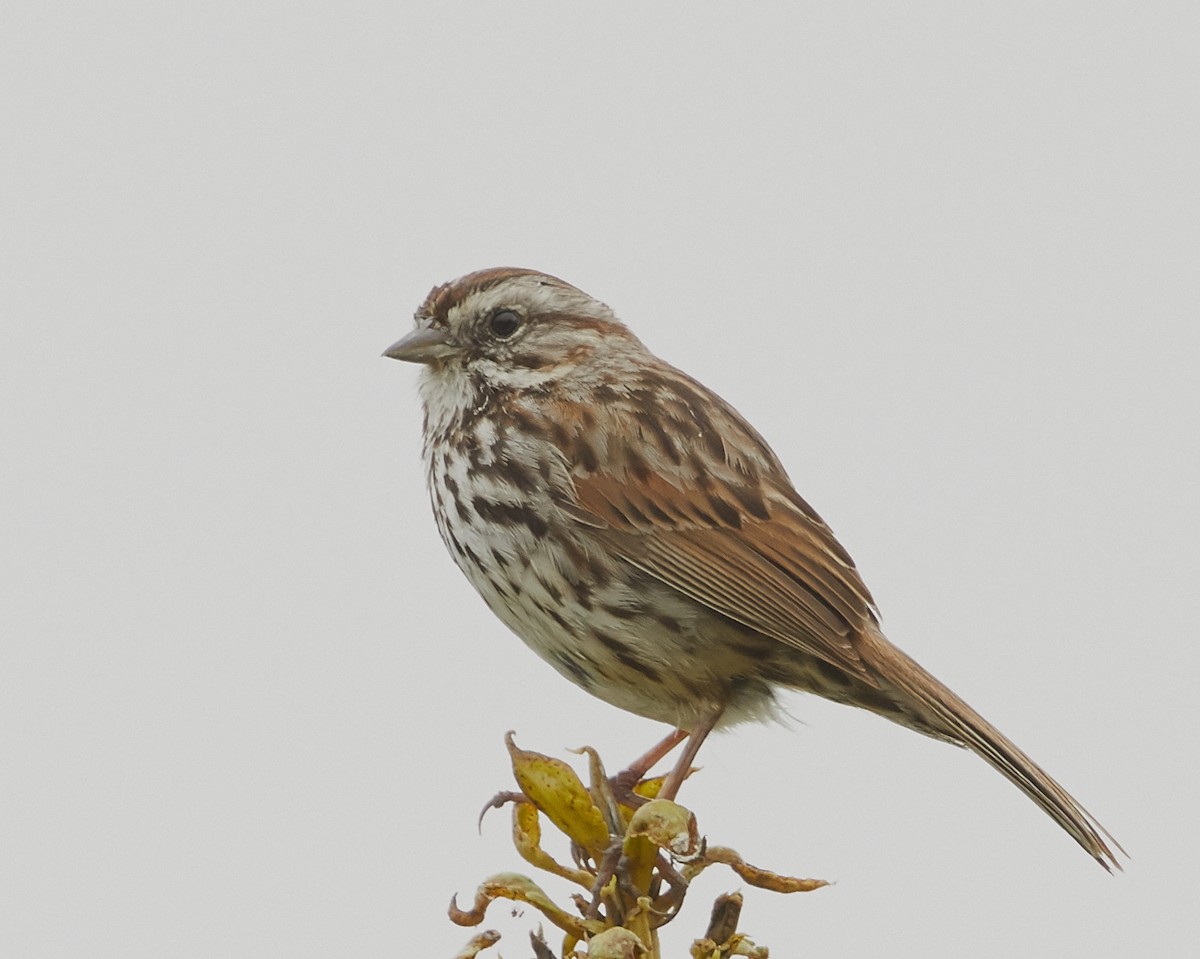 Song Sparrow - ML59982341