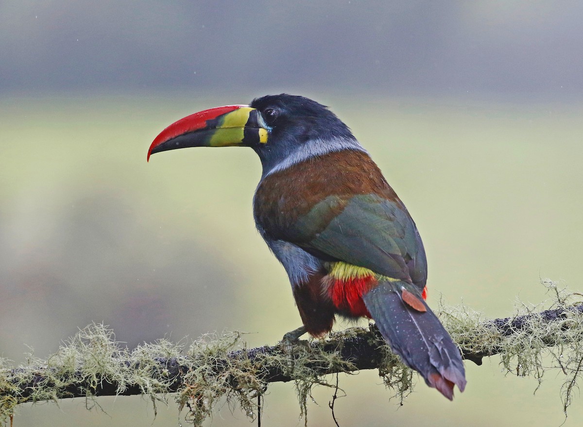 Gray-breasted Mountain-Toucan - ML599823431