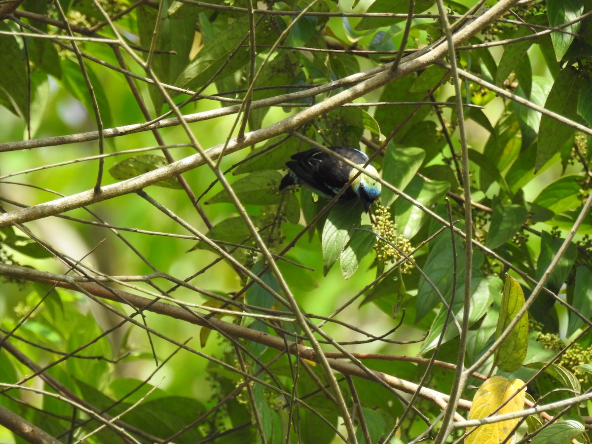 Golden-hooded Tanager - ML599823781