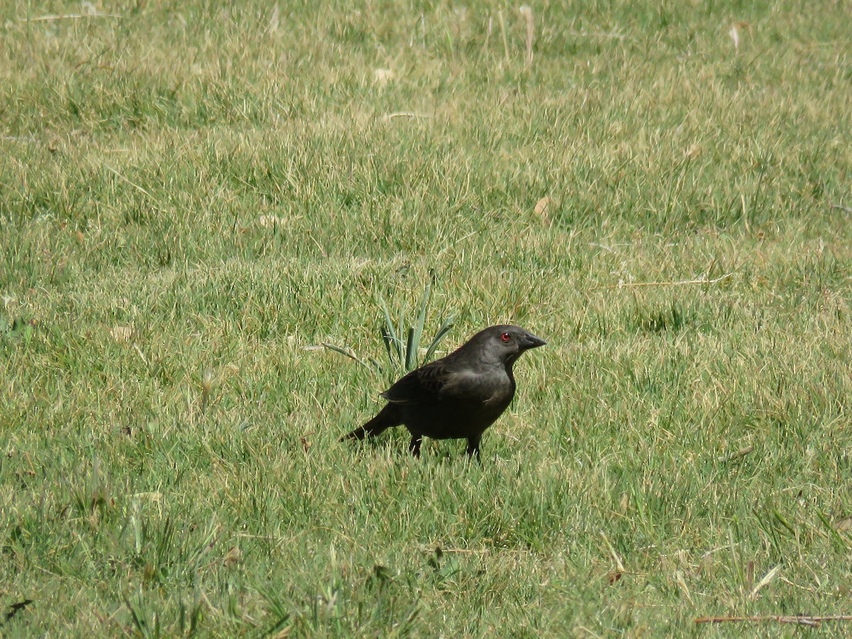 Bronzed Cowbird - ML59982381