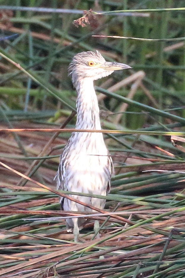 Black-crowned Night Heron - ML599824271