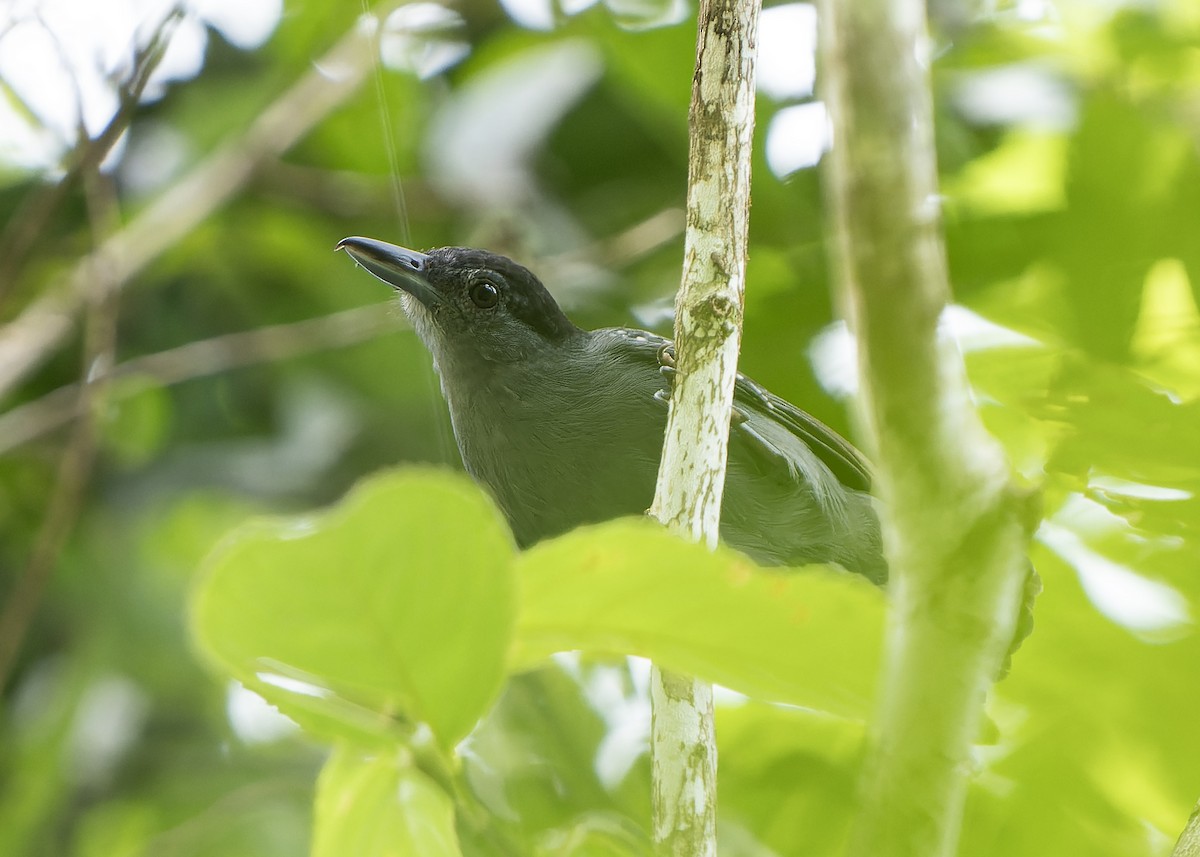 Spot-winged Antshrike - Guillermo  Saborío Vega