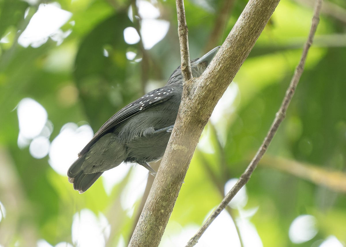 Spot-winged Antshrike - Guillermo  Saborío Vega