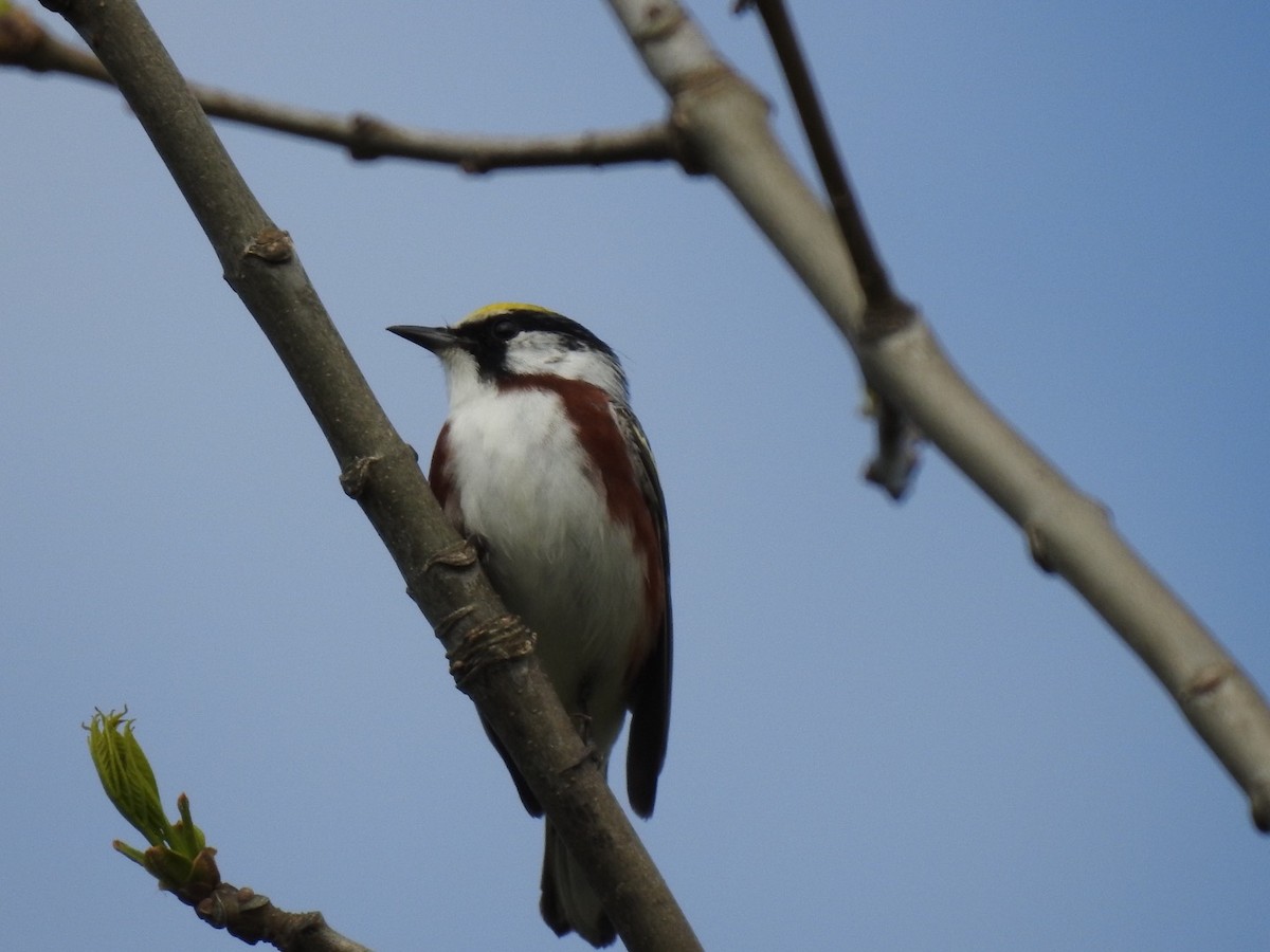 Chestnut-sided Warbler - ML59982571