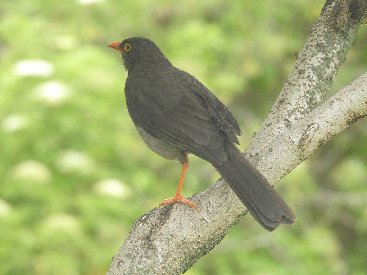 Great Thrush - ML599827801