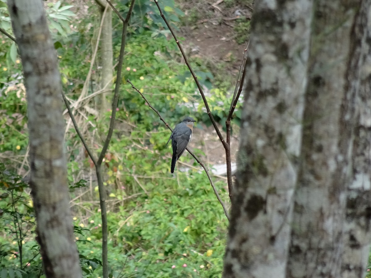 Fan-tailed Cuckoo - ML599828311