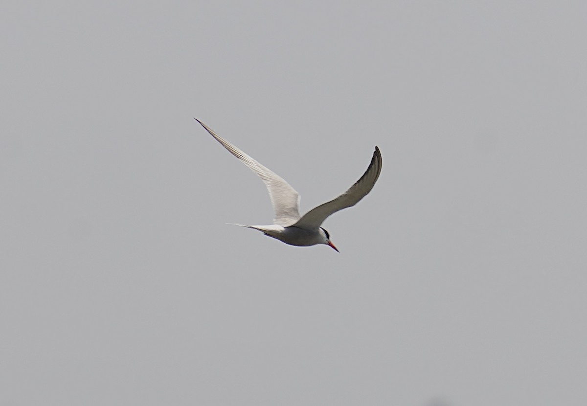 Common Tern - Bob Plohr