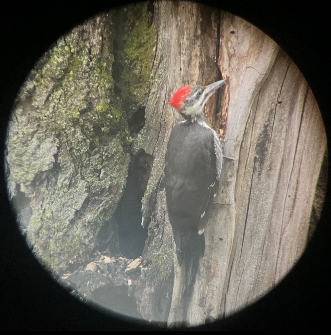 Pileated Woodpecker - ML599828631