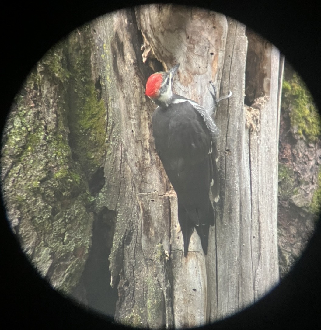 Pileated Woodpecker - ML599828641
