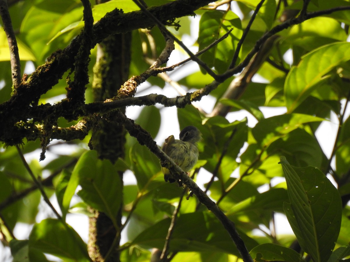 Black-capped Pygmy-Tyrant - Astrid Fernanda Hernández