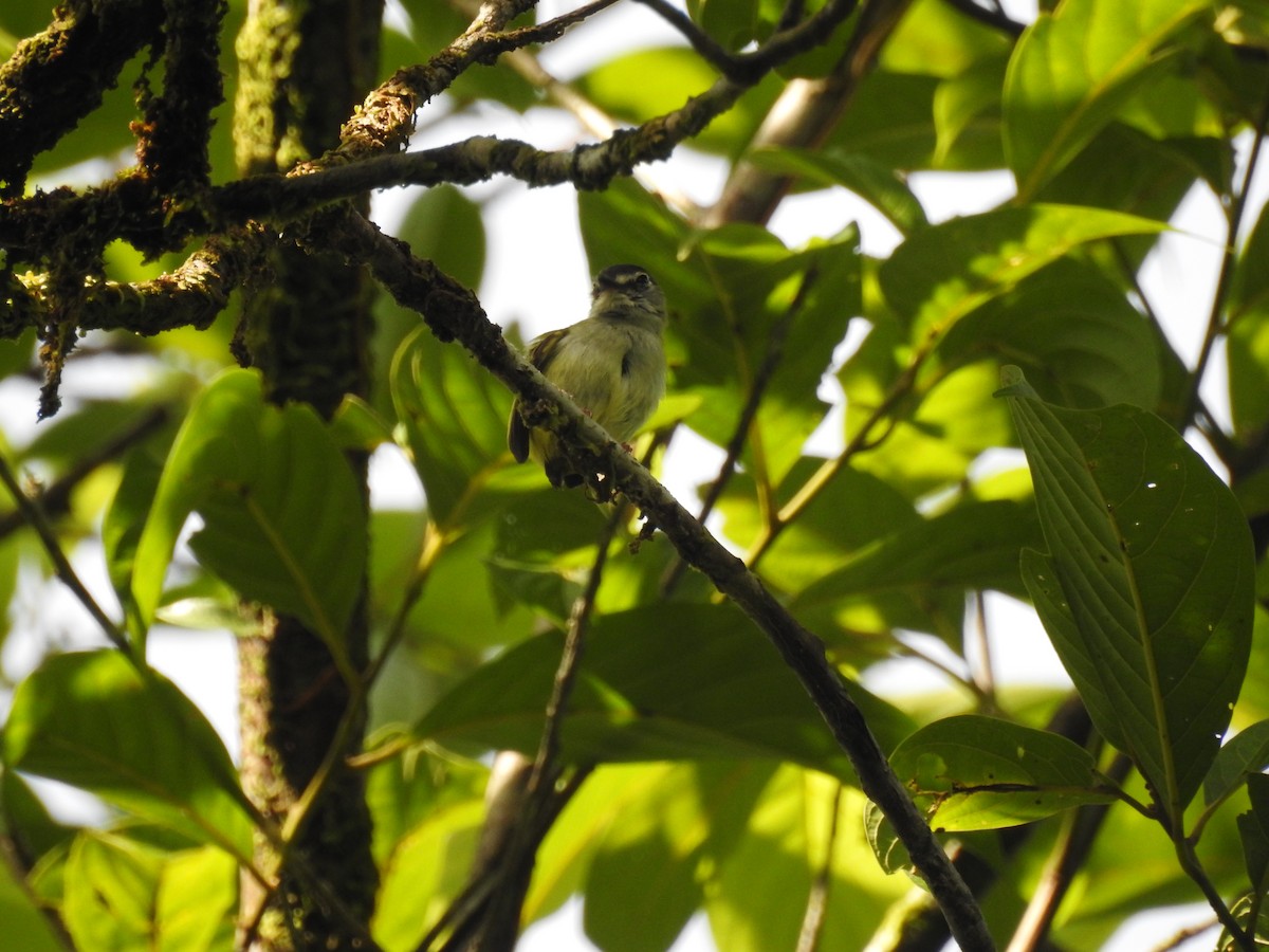 Black-capped Pygmy-Tyrant - Astrid Fernanda Hernández