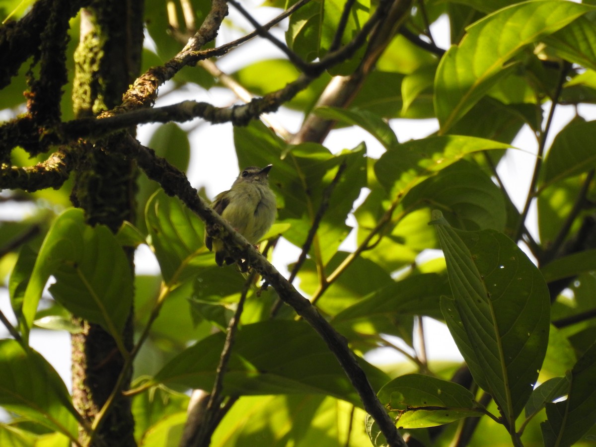 Black-capped Pygmy-Tyrant - Astrid Fernanda Hernández