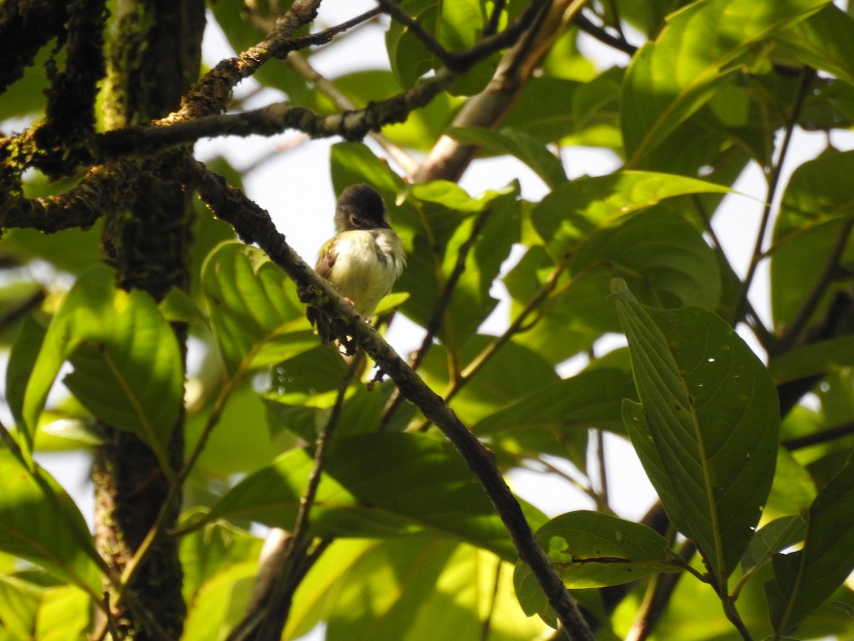 Black-capped Pygmy-Tyrant - Astrid Fernanda Hernández