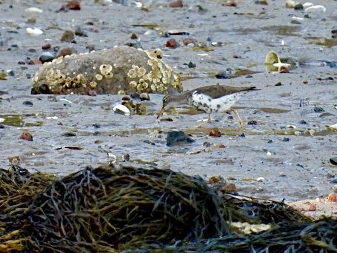 Spotted Sandpiper - ML599829591