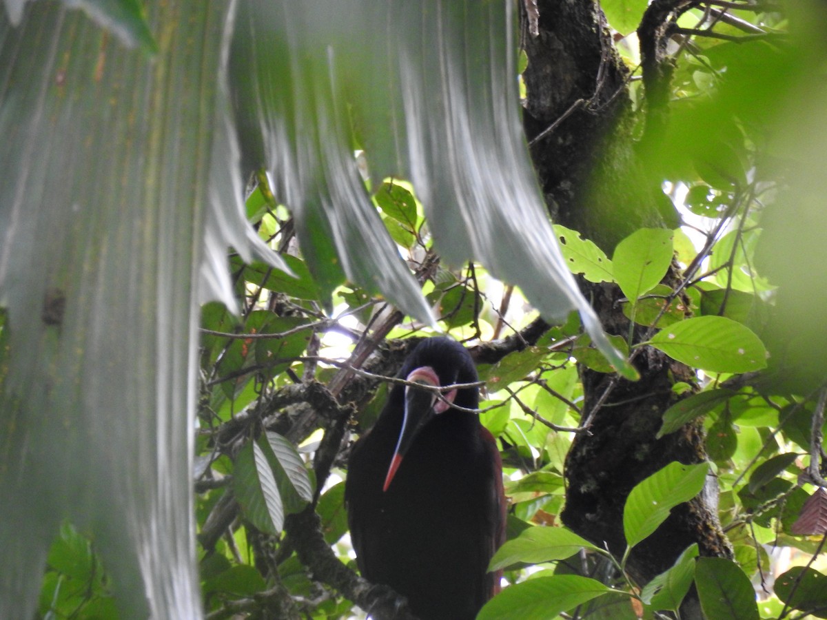 Baudo Oropendola - Astrid Fernanda Hernández