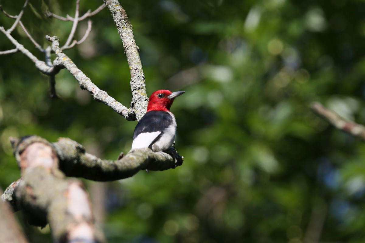 Red-headed Woodpecker - ML599831251