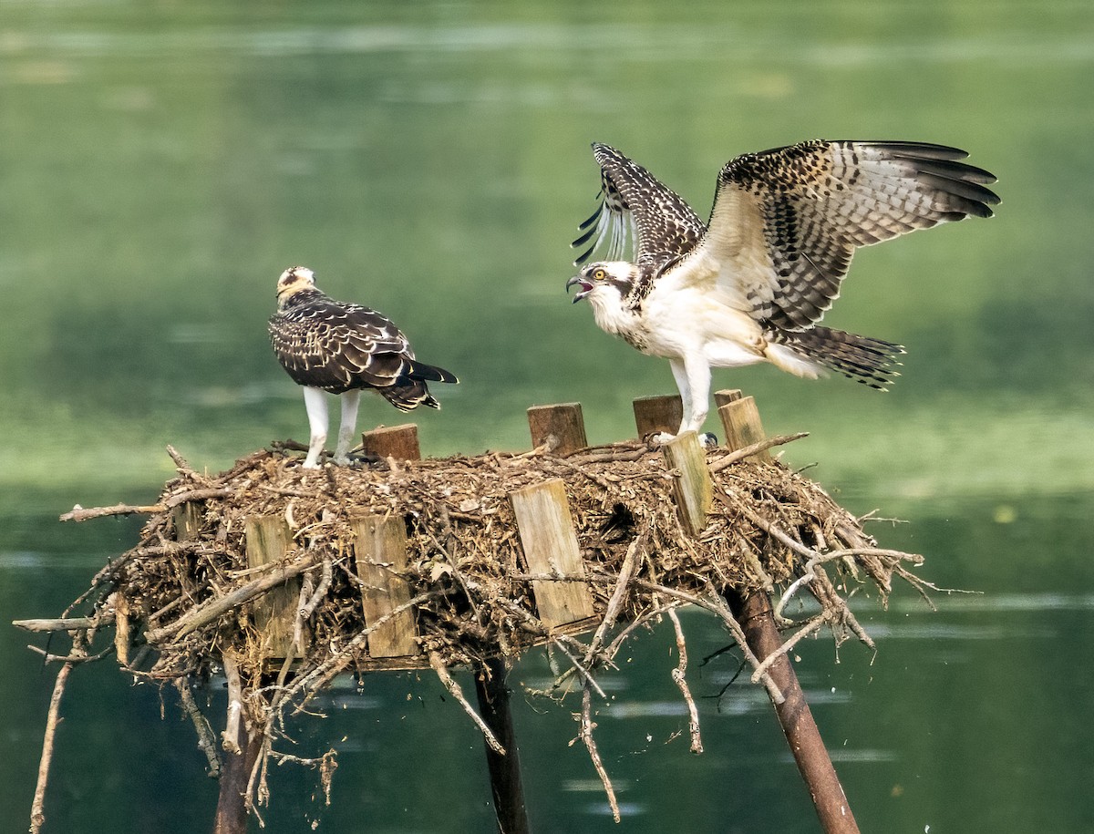 Osprey - Mary Louise