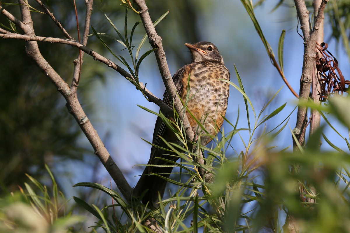 American Robin - ML599831621