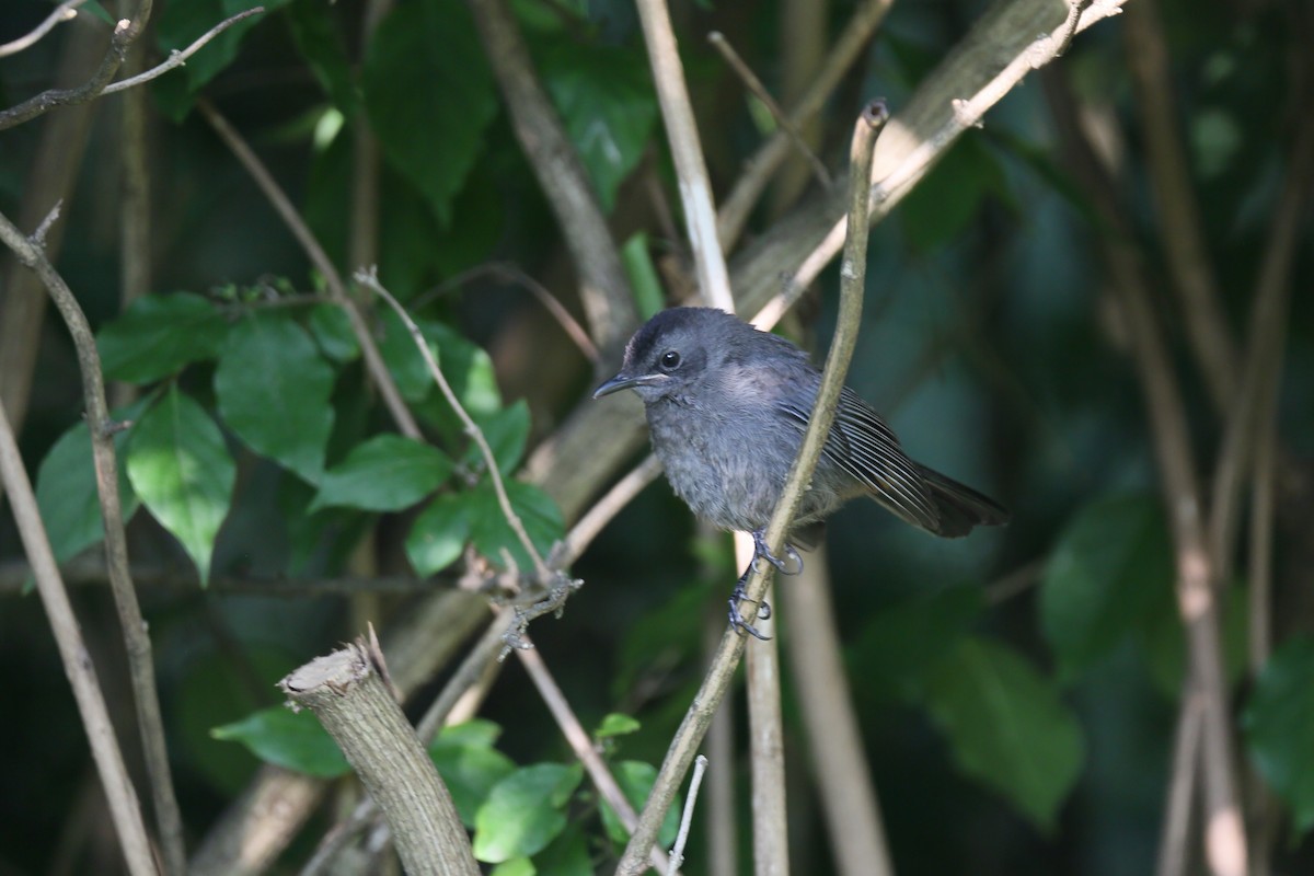 Gray Catbird - ML599831671