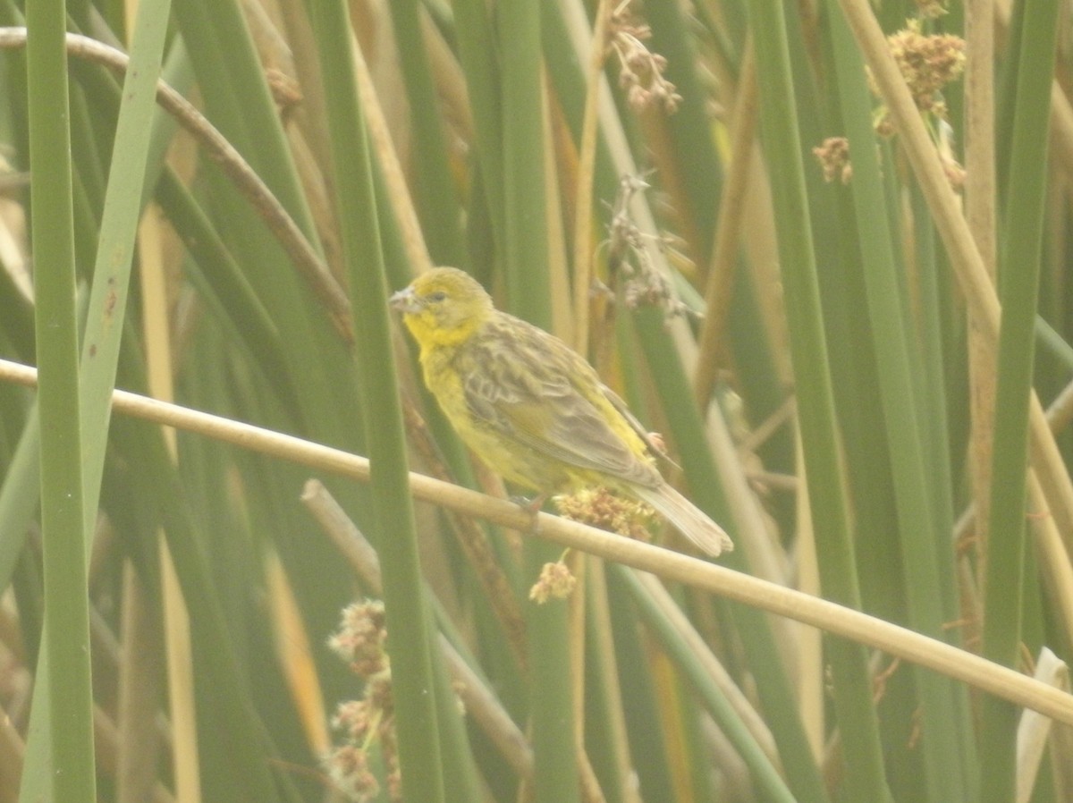 Grassland Yellow-Finch - ML599831711
