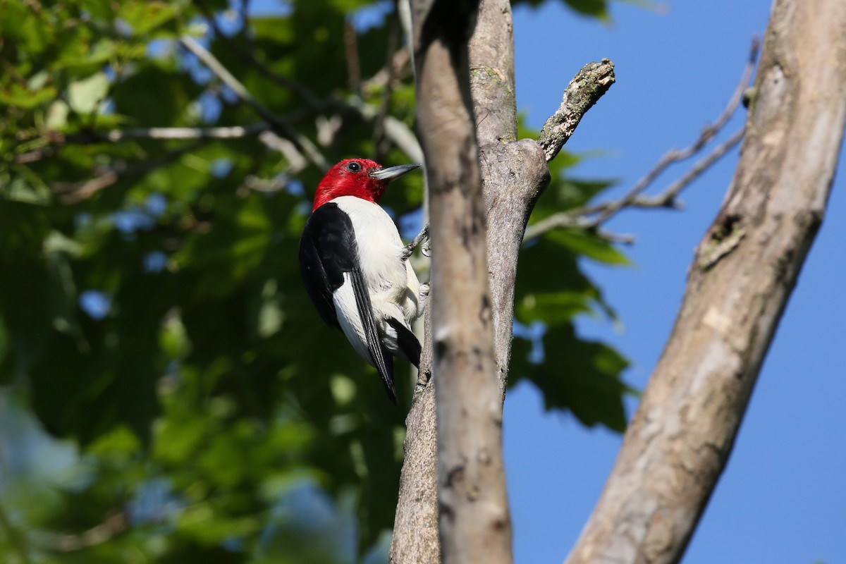 Red-headed Woodpecker - ML599832041