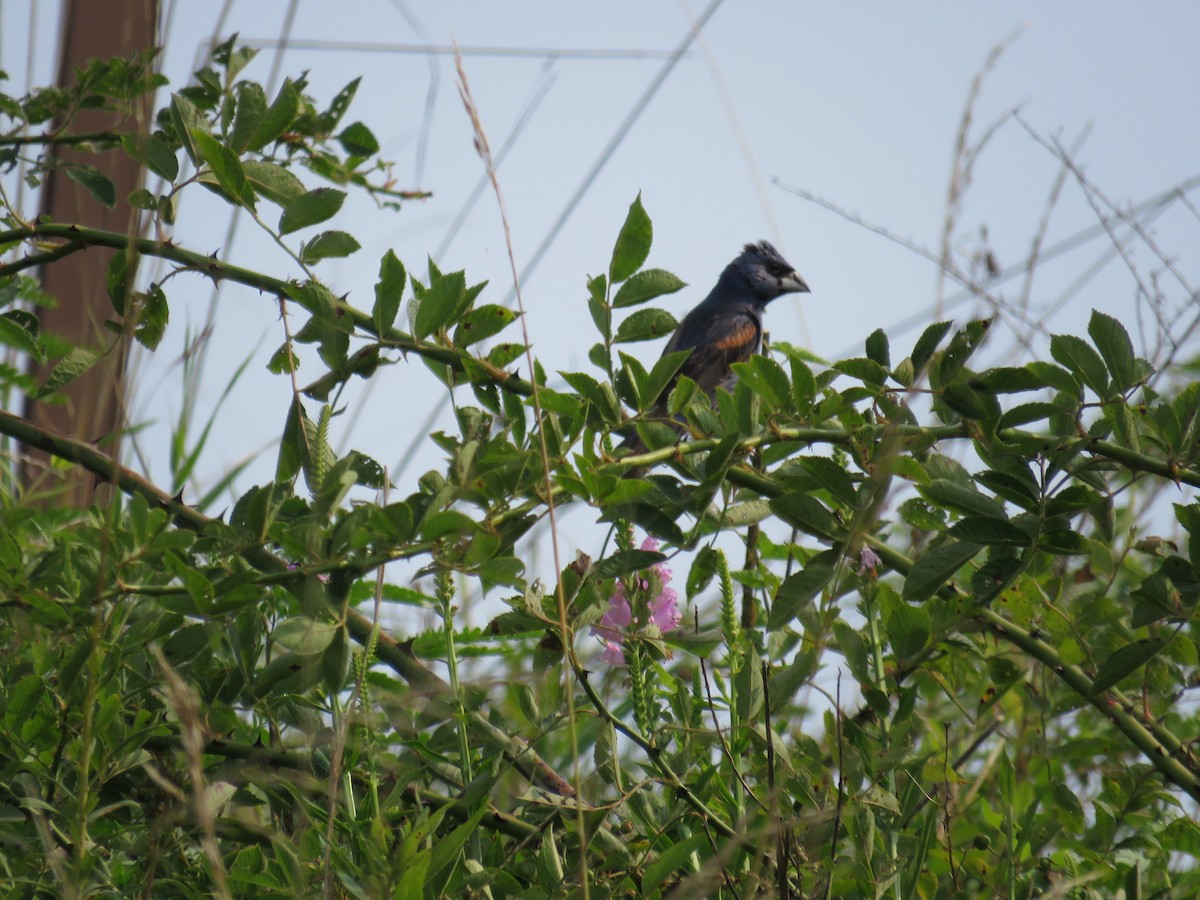 Blue Grosbeak - ML599832331