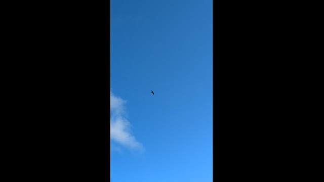 ハヤブサ - ML599832551