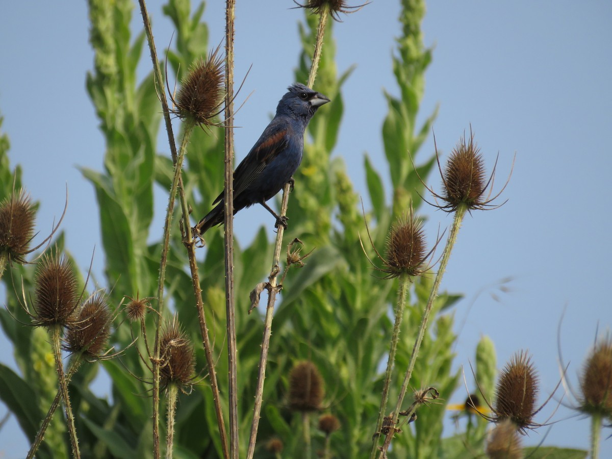 Blue Grosbeak - ML599832731