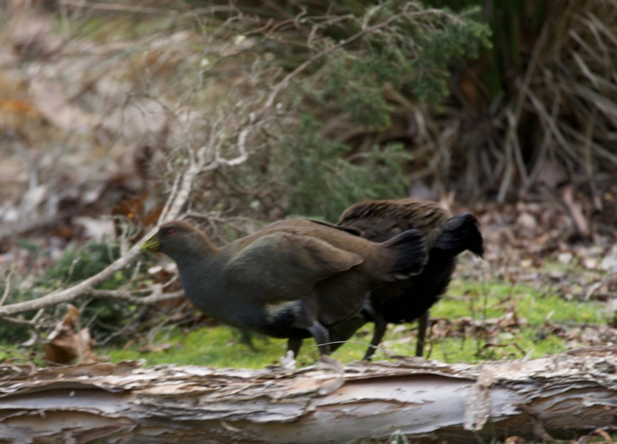 Tasmanian Nativehen - ML599835091
