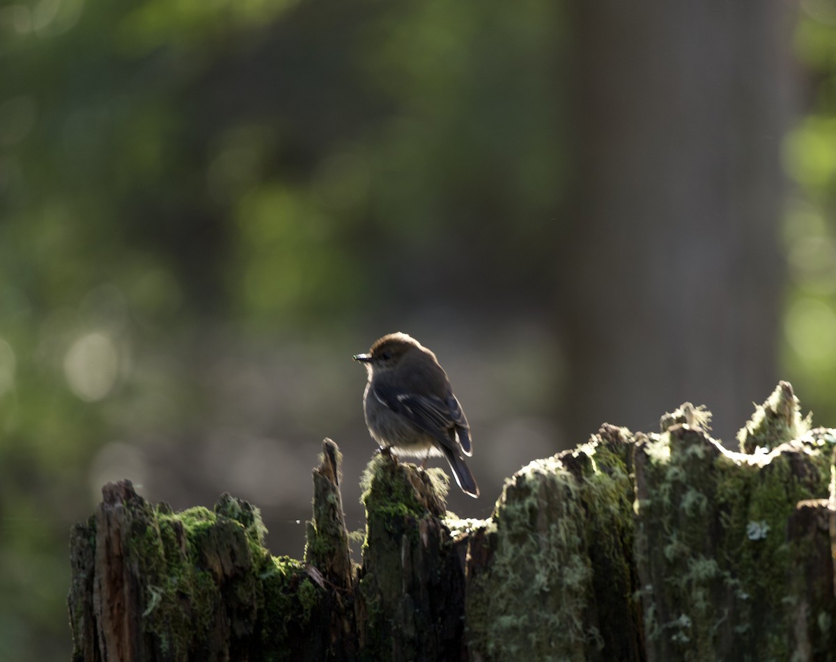 Dusky Robin - ML599835111