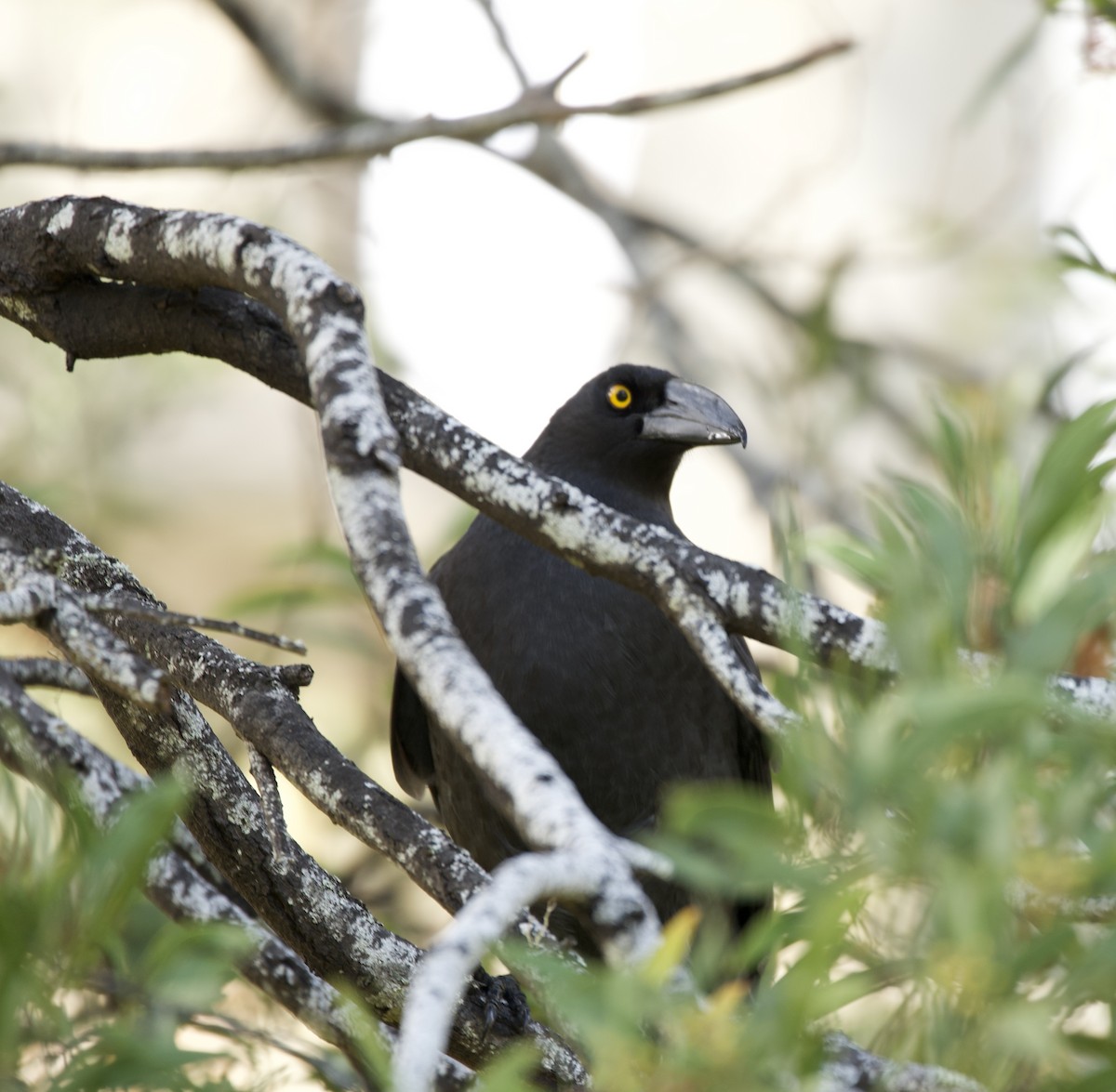 Black Currawong - ML599835231
