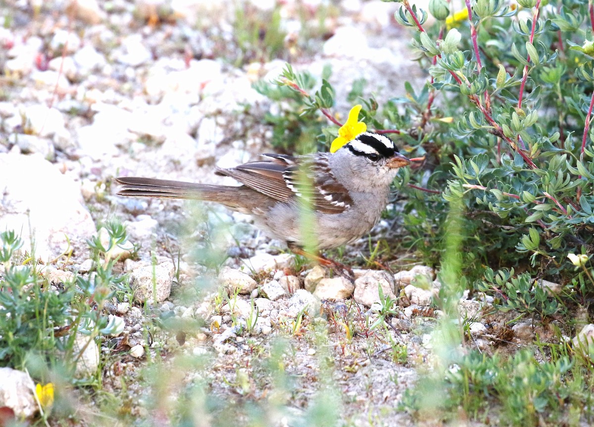 White-crowned Sparrow - ML599836361