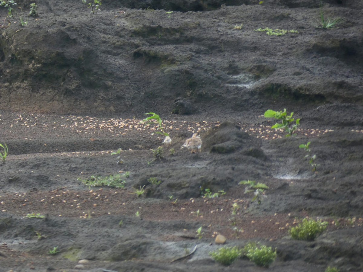 Collared Plover - ML599836721