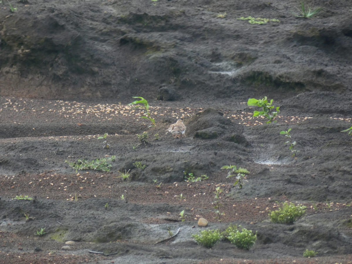 Collared Plover - ML599836741