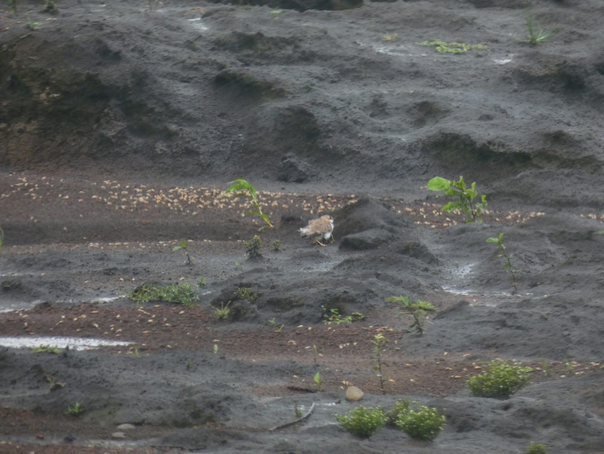 Collared Plover - ML599836751